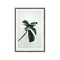Picture of Green Sprout white _GroupedProduct_Rectangle_Portrait_Photography _GroupedProduct_Rectangle_Portrait_Framed_Matted_