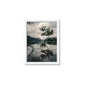 Picture of Tree Reflection _GroupedProduct_Rectangle_Portrait_Photography _GroupedProduct_Rectangle_Portrait_Framed_Matted_