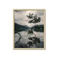 Picture of Tree Reflection _GroupedProduct_Rectangle_Portrait_Photography _GroupedProduct_Rectangle_Portrait_Framed_Matted_