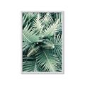 Picture of Green Ferns _GroupedProduct_Rectangle_Portrait_Photography _GroupedProduct_Rectangle_Portrait_Framed_Matted_