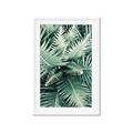 Picture of Green Ferns _GroupedProduct_Rectangle_Portrait_Photography _GroupedProduct_Rectangle_Portrait_Framed_Matted_