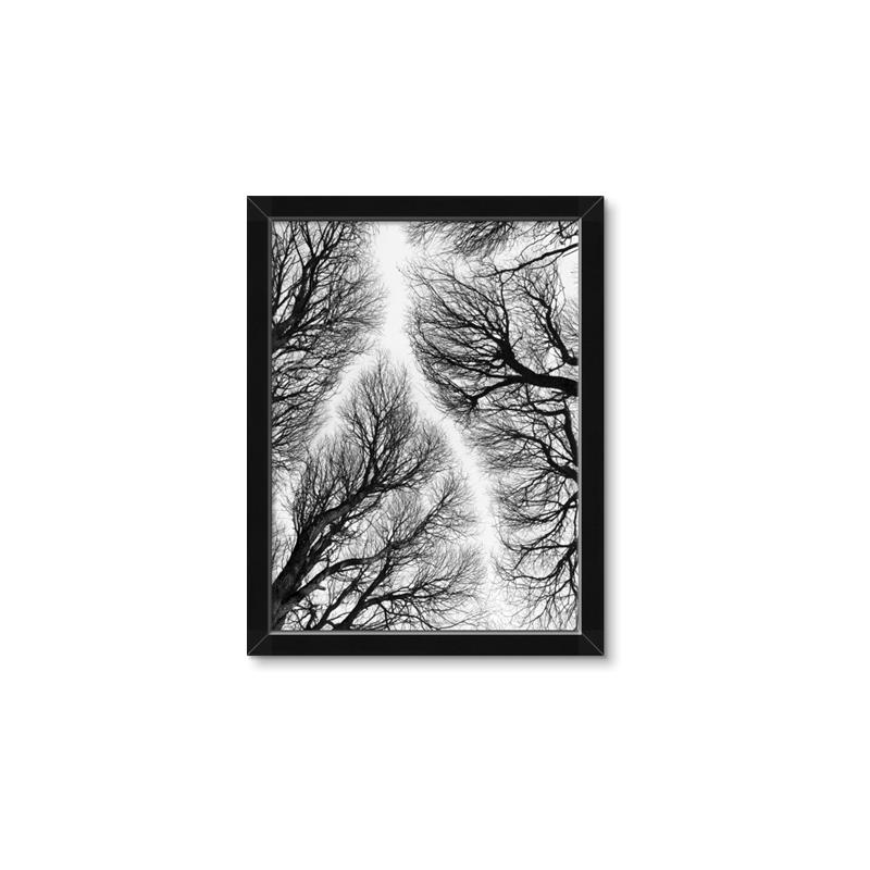 Picture of Web of Trees _GroupedProduct_Rectangle_Portrait_Photography _GroupedProduct_Rectangle_Portrait_Framed_Matted_
