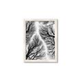 Picture of Web of Trees _GroupedProduct_Rectangle_Portrait_Photography _GroupedProduct_Rectangle_Portrait_Framed_Matted_