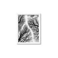 Picture of Web of Trees _GroupedProduct_Rectangle_Portrait_Photography _GroupedProduct_Rectangle_Portrait_Framed_Matted_