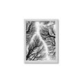Picture of Web of Trees _GroupedProduct_Rectangle_Portrait_Photography _GroupedProduct_Rectangle_Portrait_Framed_Matted_
