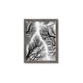 Picture of Web of Trees _GroupedProduct_Rectangle_Portrait_Photography _GroupedProduct_Rectangle_Portrait_Framed_Matted_