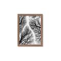 Picture of Web of Trees _GroupedProduct_Rectangle_Portrait_Photography _GroupedProduct_Rectangle_Portrait_Framed_Matted_