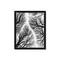 Picture of Web of Trees _GroupedProduct_Rectangle_Portrait_Photography _GroupedProduct_Rectangle_Portrait_Framed_Matted_