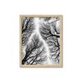 Picture of Web of Trees _GroupedProduct_Rectangle_Portrait_Photography _GroupedProduct_Rectangle_Portrait_Framed_Matted_