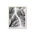 Picture of Web of Trees _GroupedProduct_Rectangle_Portrait_Photography _GroupedProduct_Rectangle_Portrait_Framed_Matted_