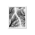 Picture of Web of Trees _GroupedProduct_Rectangle_Portrait_Photography _GroupedProduct_Rectangle_Portrait_Framed_Matted_