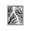 Picture of Web of Trees _GroupedProduct_Rectangle_Portrait_Photography _GroupedProduct_Rectangle_Portrait_Framed_Matted_