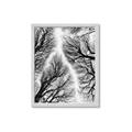 Picture of Web of Trees _GroupedProduct_Rectangle_Portrait_Photography _GroupedProduct_Rectangle_Portrait_Framed_Matted_
