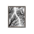 Picture of Web of Trees _GroupedProduct_Rectangle_Portrait_Photography _GroupedProduct_Rectangle_Portrait_Framed_Matted_