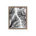 Picture of Web of Trees _GroupedProduct_Rectangle_Portrait_Photography _GroupedProduct_Rectangle_Portrait_Framed_Matted_