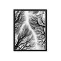 Picture of Web of Trees _GroupedProduct_Rectangle_Portrait_Photography _GroupedProduct_Rectangle_Portrait_Framed_Matted_