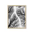 Picture of Web of Trees _GroupedProduct_Rectangle_Portrait_Photography _GroupedProduct_Rectangle_Portrait_Framed_Matted_