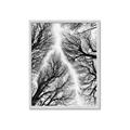 Picture of Web of Trees _GroupedProduct_Rectangle_Portrait_Photography _GroupedProduct_Rectangle_Portrait_Framed_Matted_