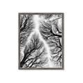 Picture of Web of Trees _GroupedProduct_Rectangle_Portrait_Photography _GroupedProduct_Rectangle_Portrait_Framed_Matted_