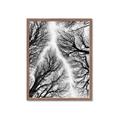 Picture of Web of Trees _GroupedProduct_Rectangle_Portrait_Photography _GroupedProduct_Rectangle_Portrait_Framed_Matted_