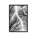 Picture of Web of Trees _GroupedProduct_Rectangle_Portrait_Photography _GroupedProduct_Rectangle_Portrait_Framed_Matted_