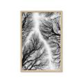 Picture of Web of Trees _GroupedProduct_Rectangle_Portrait_Photography _GroupedProduct_Rectangle_Portrait_Framed_Matted_