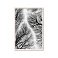 Picture of Web of Trees _GroupedProduct_Rectangle_Portrait_Photography _GroupedProduct_Rectangle_Portrait_Framed_Matted_