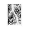 Picture of Web of Trees _GroupedProduct_Rectangle_Portrait_Photography _GroupedProduct_Rectangle_Portrait_Framed_Matted_