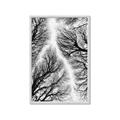 Picture of Web of Trees _GroupedProduct_Rectangle_Portrait_Photography _GroupedProduct_Rectangle_Portrait_Framed_Matted_