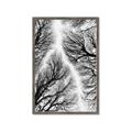 Picture of Web of Trees _GroupedProduct_Rectangle_Portrait_Photography _GroupedProduct_Rectangle_Portrait_Framed_Matted_