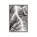 Picture of Web of Trees _GroupedProduct_Rectangle_Portrait_Photography _GroupedProduct_Rectangle_Portrait_Framed_Matted_