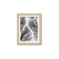 Picture of Web of Trees _GroupedProduct_Rectangle_Portrait_Photography _GroupedProduct_Rectangle_Portrait_Framed_Matted_