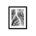 Picture of Web of Trees _GroupedProduct_Rectangle_Portrait_Photography _GroupedProduct_Rectangle_Portrait_Framed_Matted_