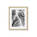 Picture of Web of Trees _GroupedProduct_Rectangle_Portrait_Photography _GroupedProduct_Rectangle_Portrait_Framed_Matted_