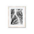 Picture of Web of Trees _GroupedProduct_Rectangle_Portrait_Photography _GroupedProduct_Rectangle_Portrait_Framed_Matted_