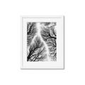 Picture of Web of Trees _GroupedProduct_Rectangle_Portrait_Photography _GroupedProduct_Rectangle_Portrait_Framed_Matted_
