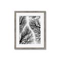 Picture of Web of Trees _GroupedProduct_Rectangle_Portrait_Photography _GroupedProduct_Rectangle_Portrait_Framed_Matted_