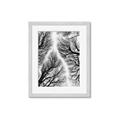 Picture of Web of Trees _GroupedProduct_Rectangle_Portrait_Photography _GroupedProduct_Rectangle_Portrait_Framed_Matted_