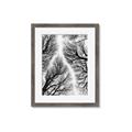 Picture of Web of Trees _GroupedProduct_Rectangle_Portrait_Photography _GroupedProduct_Rectangle_Portrait_Framed_Matted_