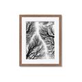 Picture of Web of Trees _GroupedProduct_Rectangle_Portrait_Photography _GroupedProduct_Rectangle_Portrait_Framed_Matted_