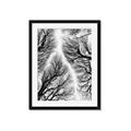 Picture of Web of Trees _GroupedProduct_Rectangle_Portrait_Photography _GroupedProduct_Rectangle_Portrait_Framed_Matted_