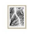 Picture of Web of Trees _GroupedProduct_Rectangle_Portrait_Photography _GroupedProduct_Rectangle_Portrait_Framed_Matted_