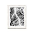 Picture of Web of Trees _GroupedProduct_Rectangle_Portrait_Photography _GroupedProduct_Rectangle_Portrait_Framed_Matted_