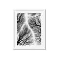Picture of Web of Trees _GroupedProduct_Rectangle_Portrait_Photography _GroupedProduct_Rectangle_Portrait_Framed_Matted_