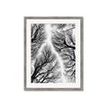 Picture of Web of Trees _GroupedProduct_Rectangle_Portrait_Photography _GroupedProduct_Rectangle_Portrait_Framed_Matted_
