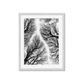 Picture of Web of Trees _GroupedProduct_Rectangle_Portrait_Photography _GroupedProduct_Rectangle_Portrait_Framed_Matted_