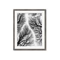 Picture of Web of Trees _GroupedProduct_Rectangle_Portrait_Photography _GroupedProduct_Rectangle_Portrait_Framed_Matted_