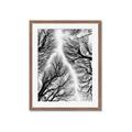 Picture of Web of Trees _GroupedProduct_Rectangle_Portrait_Photography _GroupedProduct_Rectangle_Portrait_Framed_Matted_