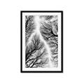 Picture of Web of Trees _GroupedProduct_Rectangle_Portrait_Photography _GroupedProduct_Rectangle_Portrait_Framed_Matted_