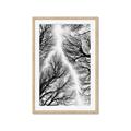 Picture of Web of Trees _GroupedProduct_Rectangle_Portrait_Photography _GroupedProduct_Rectangle_Portrait_Framed_Matted_